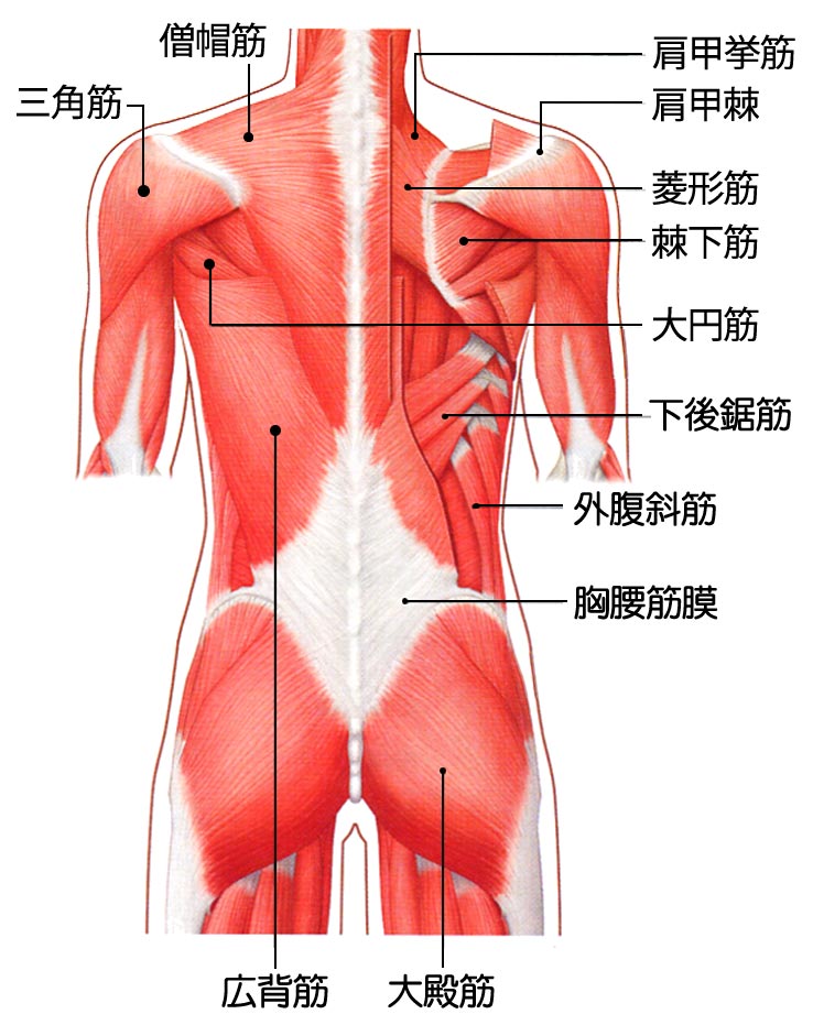 背部の筋肉