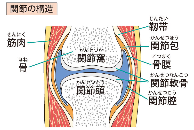 膝関節のしくみ、構造